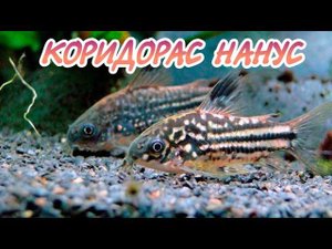 КОРИДОРАС НАНУС. СОДЕРЖАНИЕ И РАЗВЕДЕНИЕ.