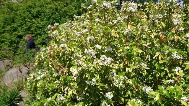 Шуазия тройчатая (дат. Orangeblomst, лат. Choisya ternata), ботанический сад Орхус, Дания