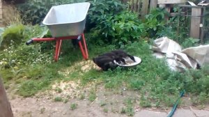 Утки породы индийский бегунок