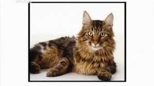 кошка породы мейн - кун описание