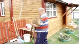 Под Тобольском спасли беспомощного лосенка, оставшегося без матери