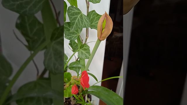 Подскажите название растения. Tell me the name of the plant Амарилис