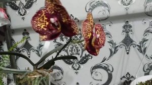 #Орхидея Yellow Leopard