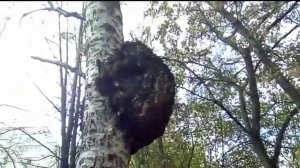 Нарост на березе. Что это?