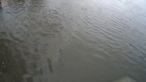 Рыбалка сетями Хороший улов для этого времени