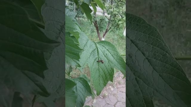 Божьи коровки в саду и как я их приманила смотреть онлайн