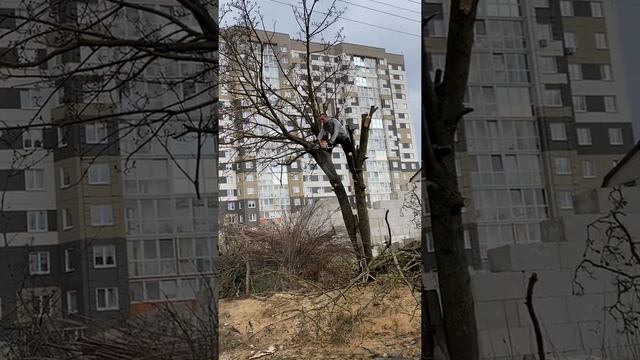 Вырезка деревьев и очистка участка от деревьев сделаем.бел смотреть онлайн