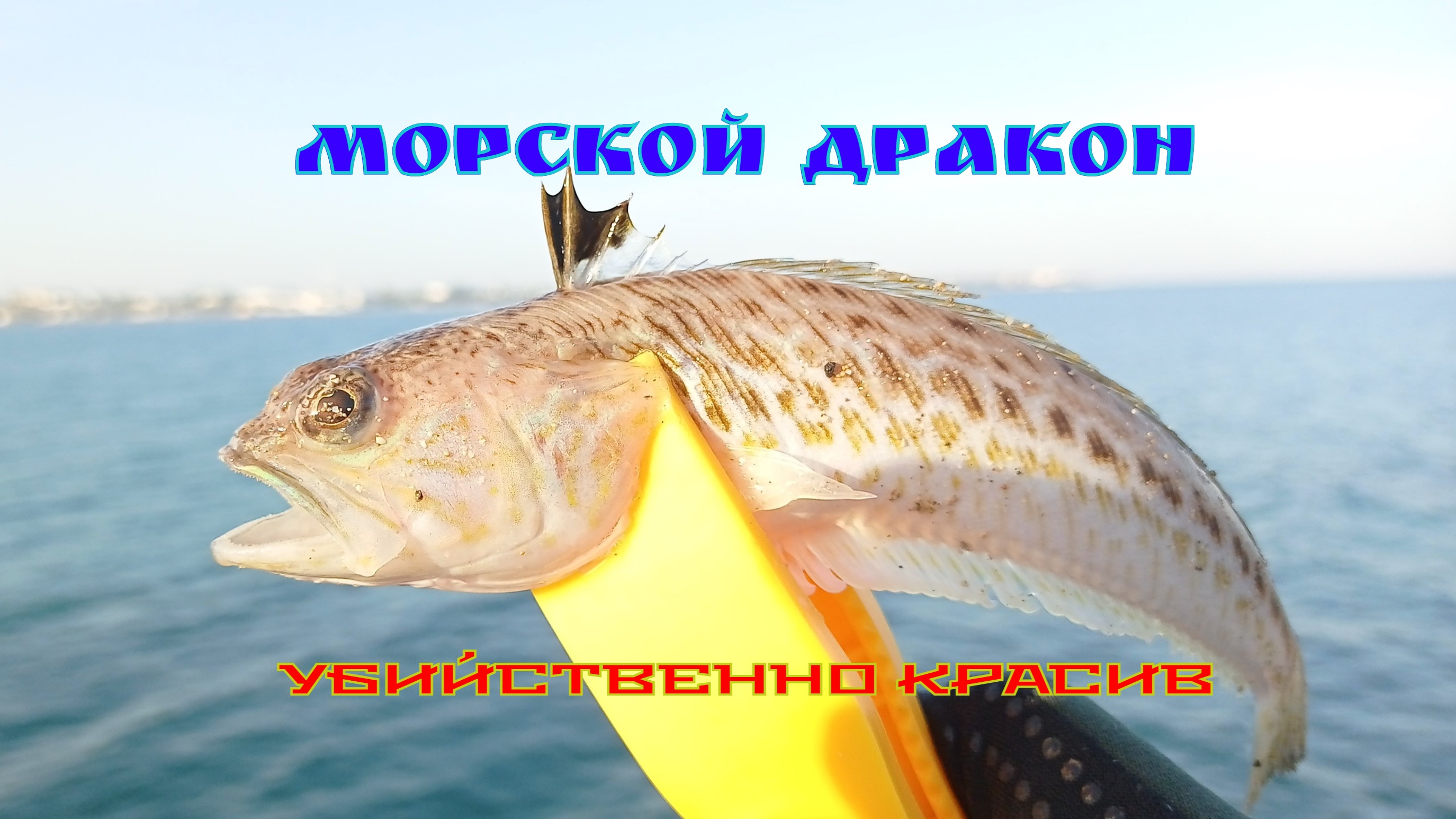 Рыба - убийца в Крыму. ОПАСНОСТЬ ДЛЯ РЫБАКОВ И КУПАЮЩИХСЯ, НА ПОБЕРЕЖЬЕ ЧЁРНОГО МОРЯ.