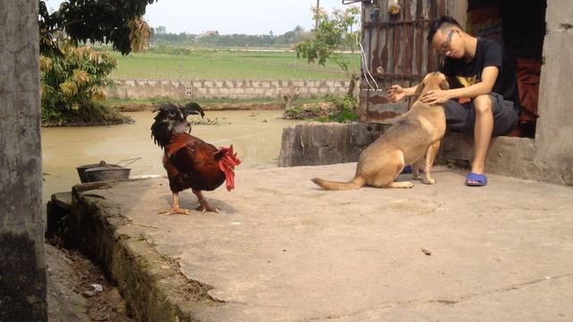 [oh dog] Life is fun with cute dog vs rooster | Simple life and dog cutest ever (Part-95) смотреть онлайн