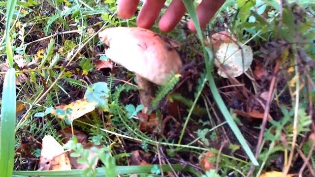 подберезовик 112 смотреть онлайн