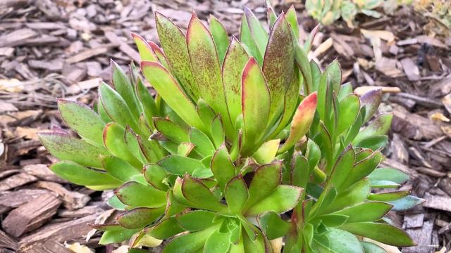 AEONIUM MERLOT - Exciting new Aeonium / the first durable, purple, low growing form of “pinwheels” смотреть онлайн
