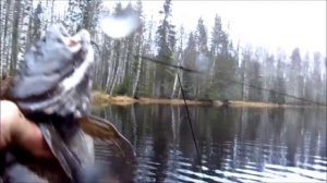 Едем за налимом!