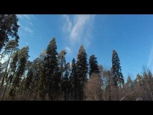 Freezing  #dji #russia #forest #nature