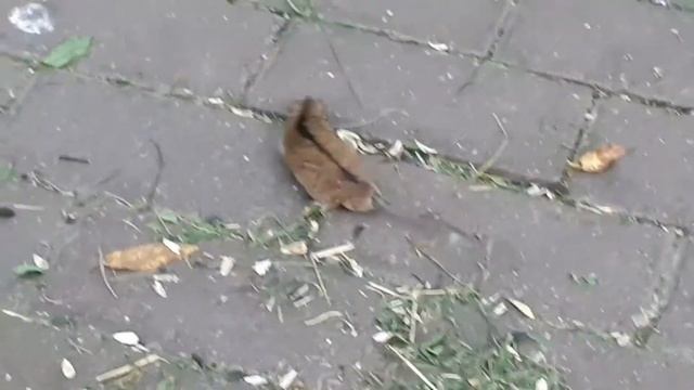 Храбрый мышонок ? из Московского парка. смотреть онлайн