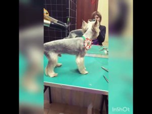 Зоопарикмахерская