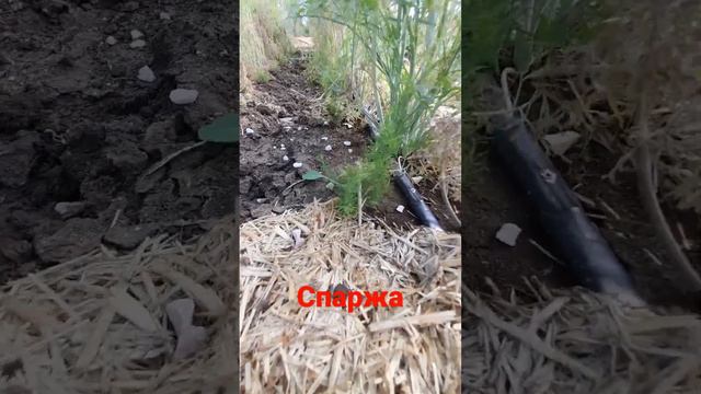 Сажаю спаржу только так. смотреть онлайн