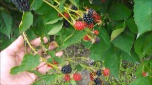 Ежевика Гай вершина польской селекции