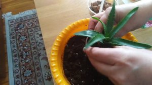 Комнатные цветы. Что же с алоэ? Пересадка.