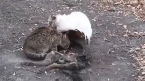 Трофические связи. Коты поедают мёртвую собаку
