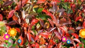 Дерен белый Кэсэлринги. Краткий обзор, описание характеристик cornus alba Kesselringii