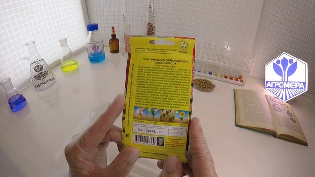 Георгина Фараон смесь окрасок. Аэлита смотреть онлайн