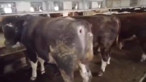 Быки 200 голов. Живым весом и мясом продажа.