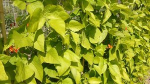 Забор из фасоли!