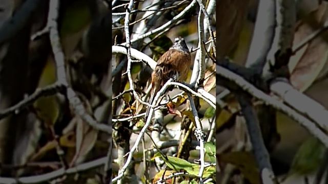 петь осенью. красноухая овсянка. #birds #birdwatching #birdlove #птицы #птица #birdsounds #birdsong смотреть онлайн