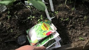 сад,теплица,выращивание гороха