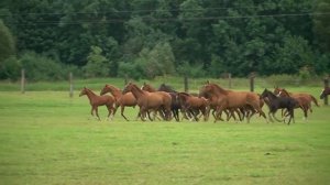 Кому досталось наследство Юрия Лужкова. Кто будет управлять конным заводом ВЕЕДЕРН ?