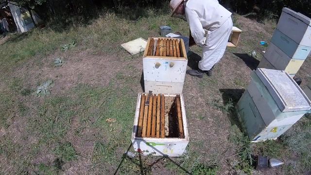 Отводки в конце сезона на плодную матку в основной семье. 12.08.19 года. смотреть онлайн