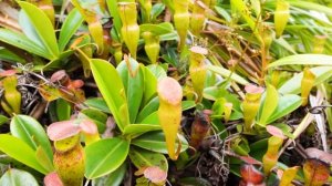 Plants that eat bugs ? SEYCHELLES ~ Mahe island ??? carnivorous pitcher plants (nepenthes pervillei