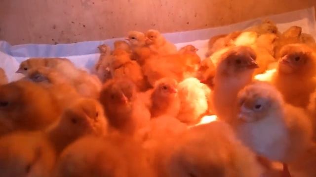 ВЫВОД ЦЫПЛЯТ РЕДБРО  Сколько весит новорожденый цыпленок