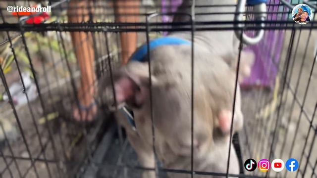 BUY 1 TAKE 1, PUPPY GIVEAWAY ANNOUNCEMENT, LAHAT NANDITO NA! | PASIG PET MARKET | MARCH 23, 2024 смотреть онлайн