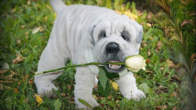 шарпей смотреть онлайн