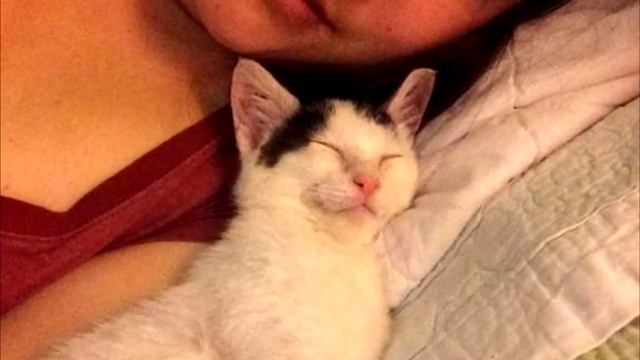 Котёнок падал с ног, прося о помощи, и он ее нашёл смотреть онлайн