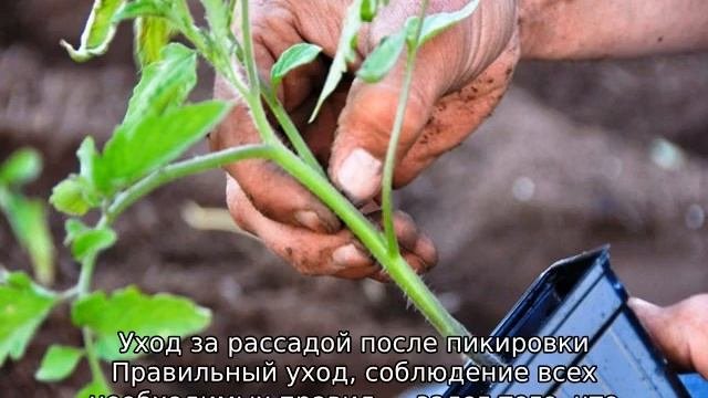 Когда высаживать томаты в теплицу на Урале