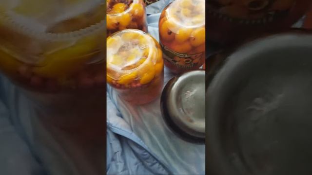 MARINA SHIRINA Of marisabel Закрутила компот из абрикосов ,айвы ежевики смородины. смотреть онлайн