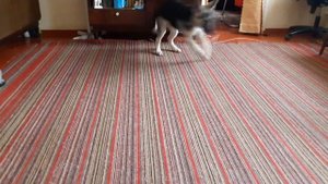 В одной квартире жили котенок и щенок