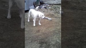 Кавказская овчарка лает  на лошадь