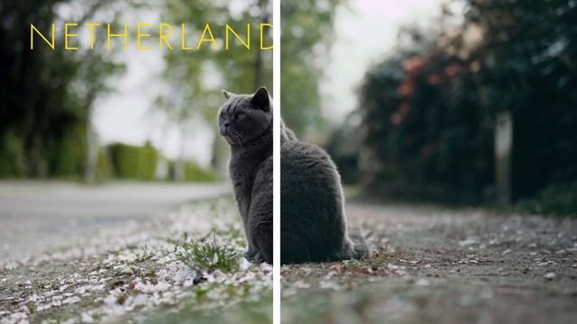 10 Free Cinematic LUTs for 2023 смотреть онлайн