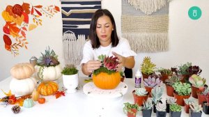 DIY Pumpkin Succulent Arrangement for Halloween