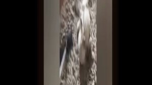 смешные живтные