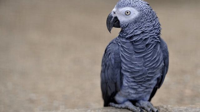 Голоса птиц как поёт Жако серый попугай (Psittacus erithacus).mp4