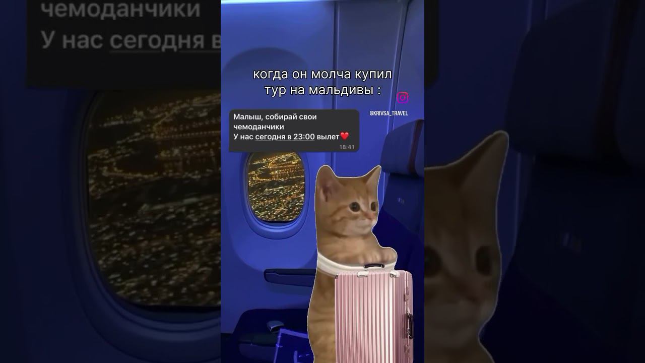 замуж_за_американца юмор юмор котики