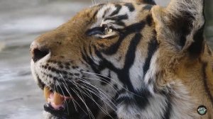 Все виды тигров из ныне живущих