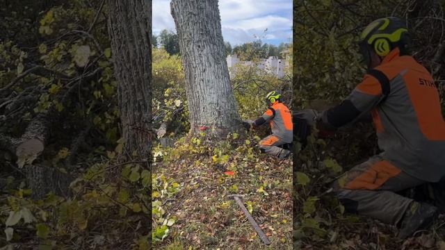 Валим огромную липу между домом и контейнерам#вальщик #chainsawman#husqvarna#stihl#лесоруб#arborist