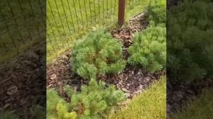Сосна горная Пумилио.#пумилио #горнаясосна #посадка #хайпсад #горнаясоснанадаче #уходзасадом1