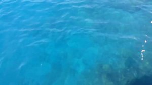 Рыбалка на Средиземном море с берега в турции - ЯДОВИТАЯ РЫБА ФУГУ