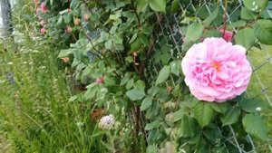 Eden rose,  Black baccara, Nostalgie, Coral Dawn rose .13 juin 2021
